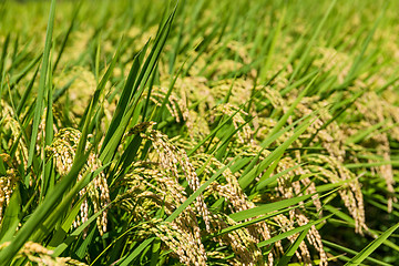 Image showing Paddy rice field