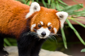 Image showing Lesser Panda