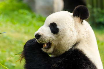 Image showing Panda eating bamboo in forest