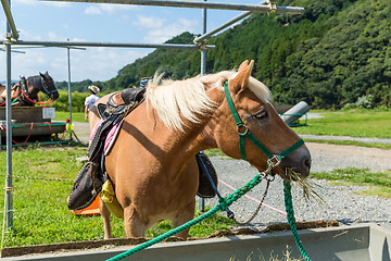 Image showing Horse feeding with hay