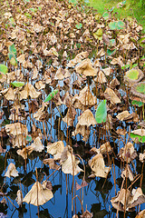 Image showing Lotus pond in autumn