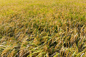 Image showing Paddy Rice meadow