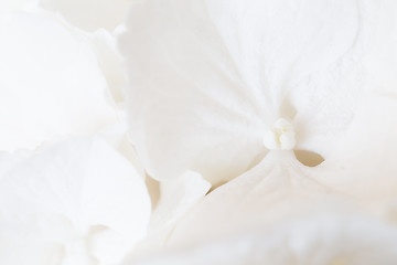 Image showing White hydrangea blossom