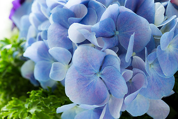 Image showing Close up of a group blue hydrangea