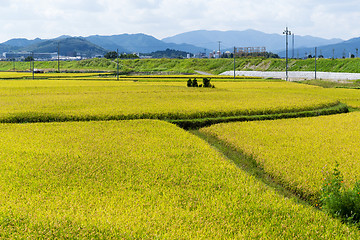 Image showing Paddy rice field