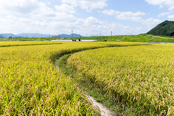 Image showing Path at paddy field