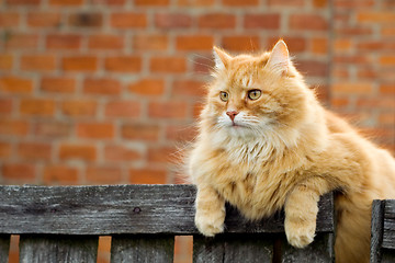 Image showing Domestic cat