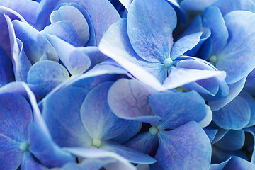 Image showing Beautiful hydrangea floral 