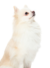 Image showing Cute pomeranian puppy looking up