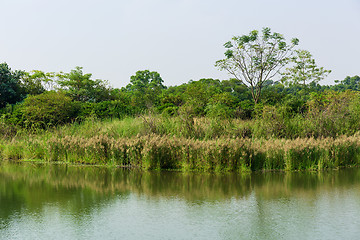 Image showing Marsh herb