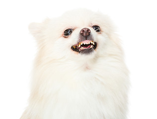 Image showing Pomeranian dog feeling angry