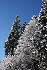 Image showing Snow covered trees