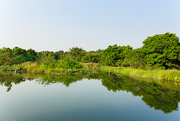 Image showing Forest and pond