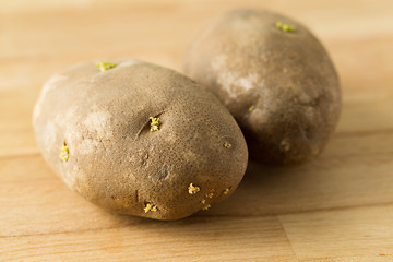 Image showing Germinating potato