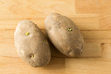 Image showing Potato sprouts