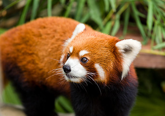 Image showing Curious red panda