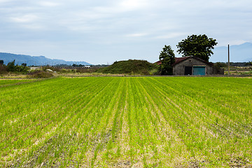 Image showing Green paddy rice field 