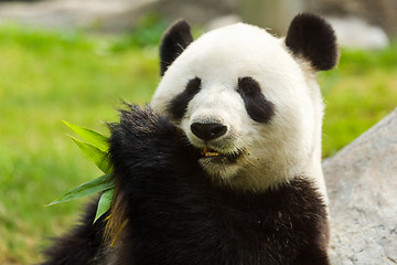 Image showing Panda bear eating bamboo