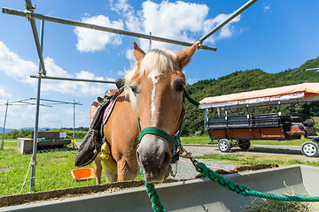 Image showing Horse during the feeding on the farm