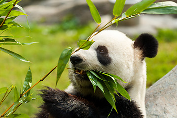 Image showing Hungry giant panda bear eating bamboo