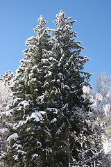 Image showing Snow covered trees