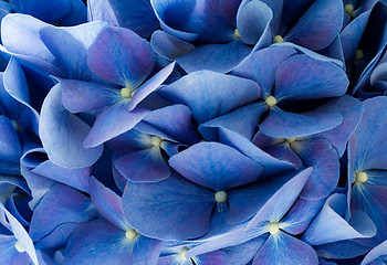 Image showing Hydrangea close up