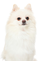 Image showing Pomeranian