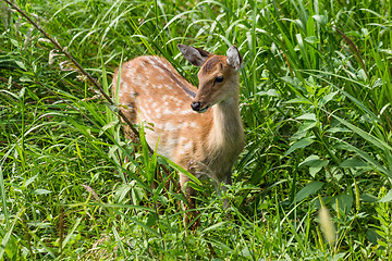 Image showing Wildness roe deer