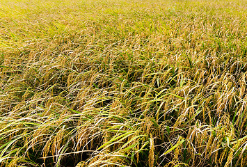 Image showing Paddy rice field