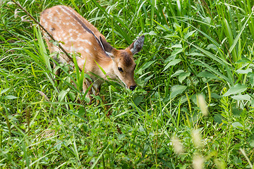 Image showing Roe deer eating leaves