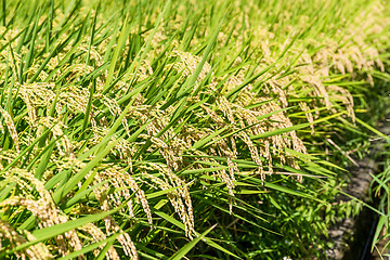 Image showing Paddy field