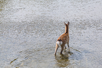 Image showing Roe deer walking in the lake