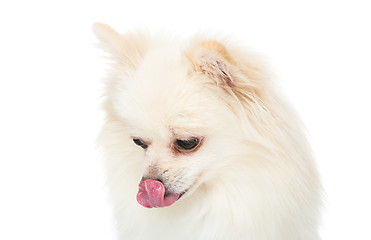 Image showing Pomeranian dog show with tongue