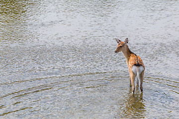 Image showing Sika deer waliking in the river