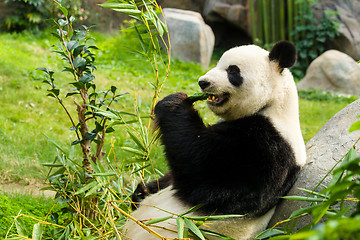 Image showing Panda eating bamboo