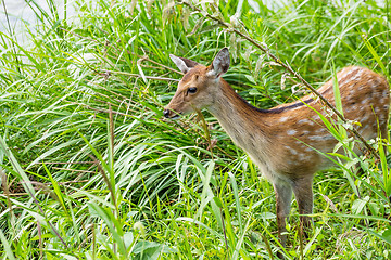 Image showing Wild deer 