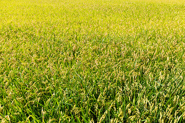 Image showing Rice field