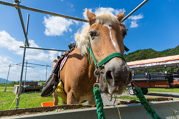 Image showing Horse in the farm