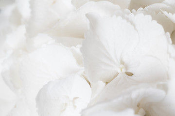 Image showing White hydrangea