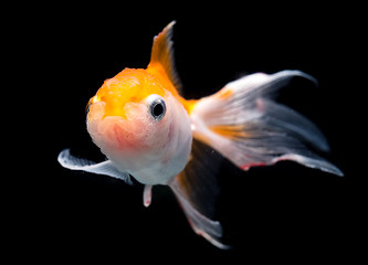 Image showing Goldfish isolated on black background