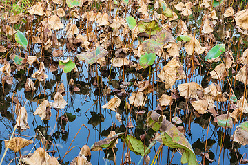 Image showing Dead lotus in autumn