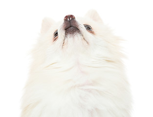 Image showing Pomeranian dog looking upwards