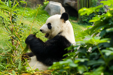 Image showing Panda eating bamboo