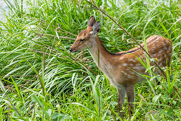 Image showing Roe deer in the meadow