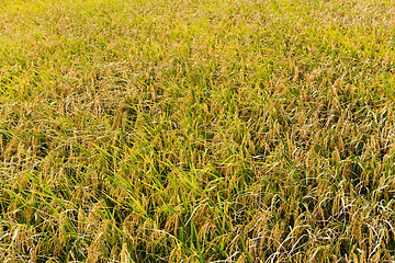 Image showing Rice meadow