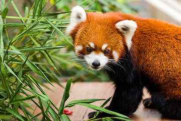 Image showing Red panda