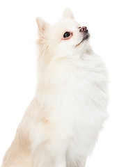 Image showing Pomeranian dog look up