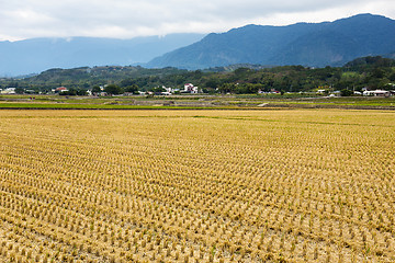 Image showing Harvested golden rice field in winter