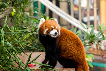 Image showing Red Panda