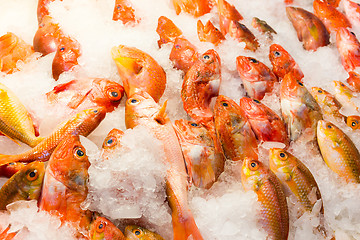 Image showing Red snapper fish in wet market